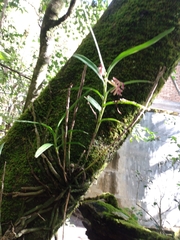 Epidendrum vandifolium