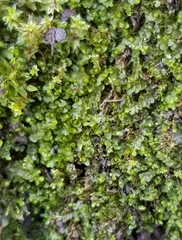Jungermannia eucordifolia