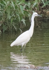 Egretta garzetta