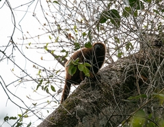 Alouatta guariba