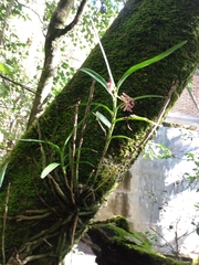 Epidendrum vandifolium