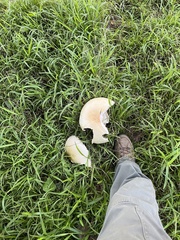 Agaricus arvensis