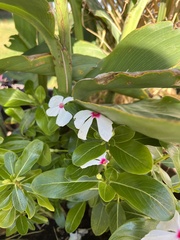 Catharanthus