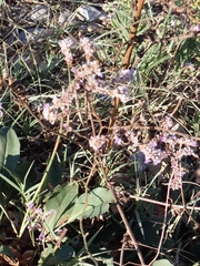 Limonium narbonense