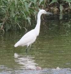 Egretta garzetta