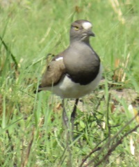 Vanellus lugubris
