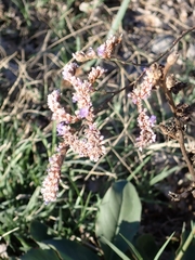 Limonium narbonense