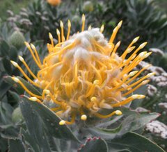 Leucospermum conocarpodendron conocarpodendron
