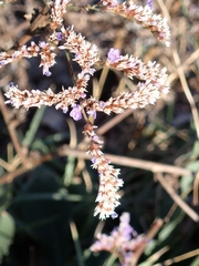 Limonium narbonense