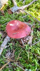 Russula emetica