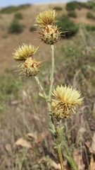 Centaurea centauroides