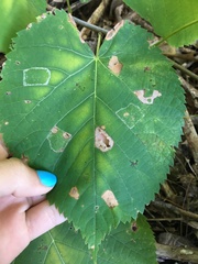 Phyllonorycter lucetiella