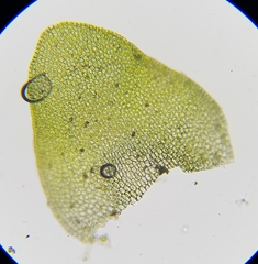 Jungermannia eucordifolia