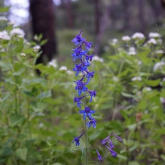 Delphinium scopulorum
