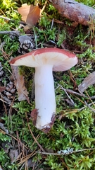 Russula emetica