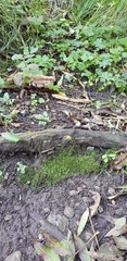 Jungermannia eucordifolia