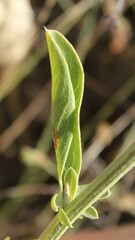 Centaurea centauroides