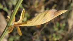 Centaurea centauroides
