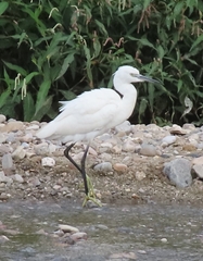 Egretta garzetta