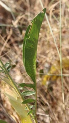 Centaurea centauroides