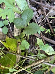 Rubus hispidus