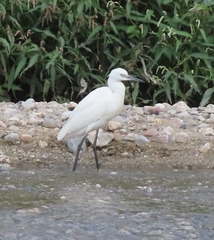 Egretta garzetta