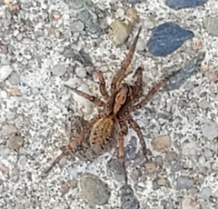 Trochosa terricola