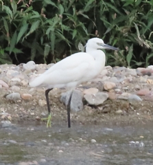 Egretta garzetta