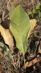 Centaurea centauroides