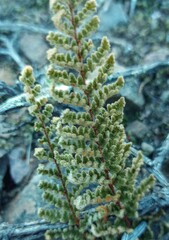 Cheilanthes