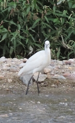 Egretta garzetta