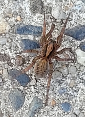 Trochosa terricola