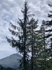 Picea breweriana