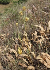 Centaurea centauroides