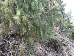 Picea breweriana