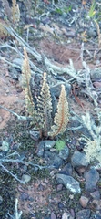 Cheilanthes