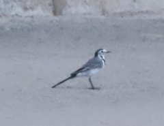 Motacilla alba