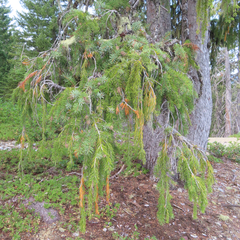 Picea breweriana