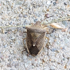 Euschistus variolarius