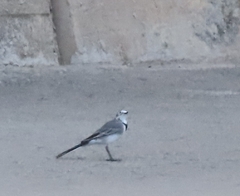 Motacilla alba