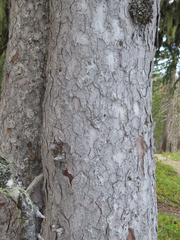 Picea breweriana