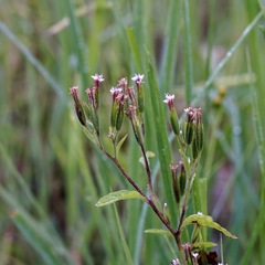 Stevia micrantha