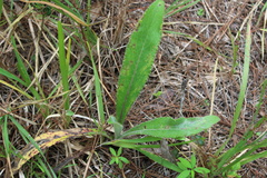 Cirsium horridulum