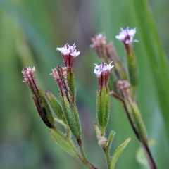 Stevia micrantha