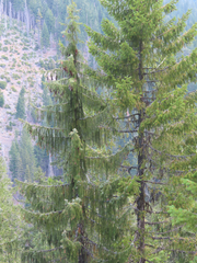 Picea breweriana