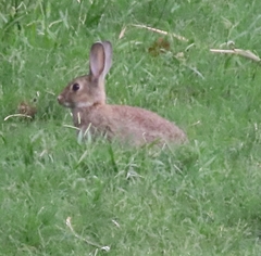 Oryctolagus cuniculus