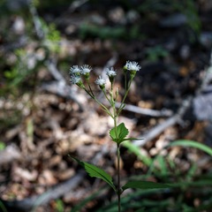 Ageratina rothrockii