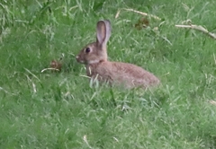 Oryctolagus cuniculus