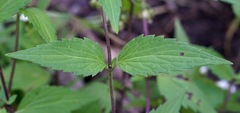 Ageratina rothrockii