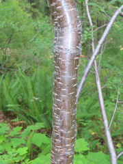 Prunus emarginata